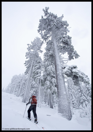 Big trees, big snow